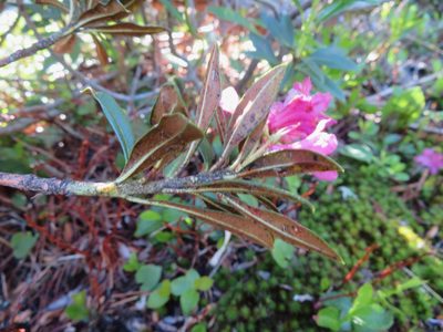 Rhododendron ferrugineum, photographed by Marco Mussita