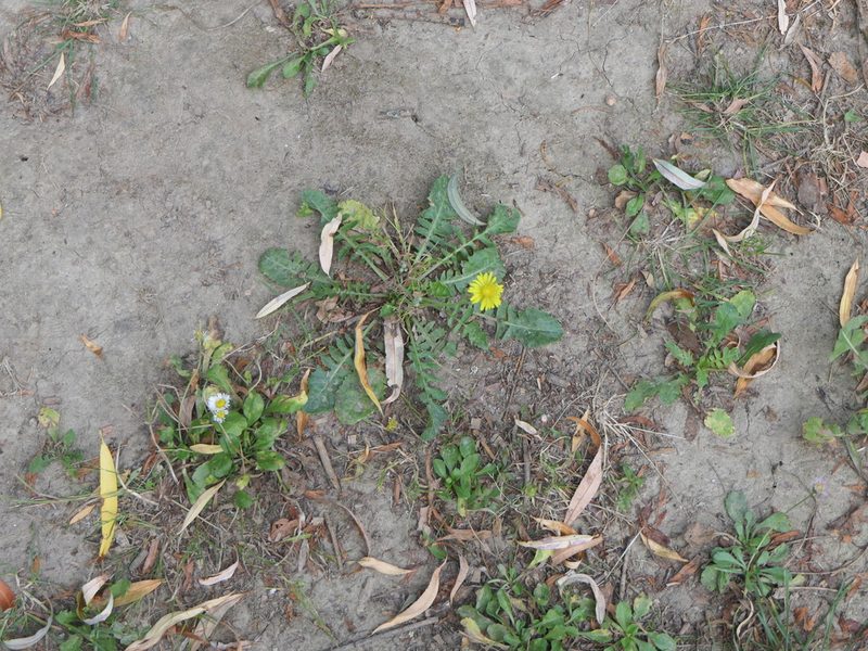 Crepis bursifolia, photographed by Pete Bradshaw