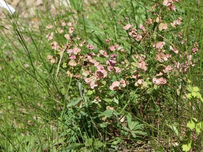 Euphorbia amygdaloides, photographed by Pete Bradshaw