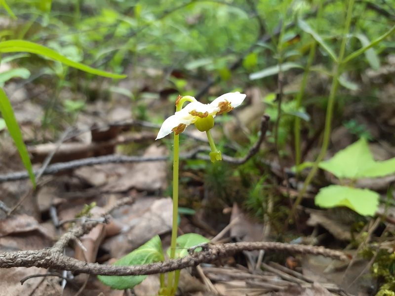 Moneses uniflora, photographed by Сергей Грабчак