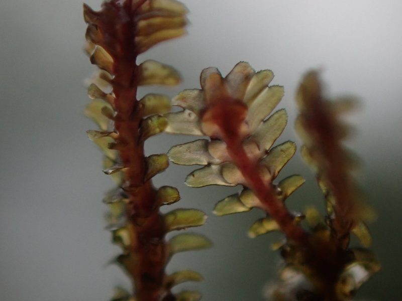 Diplophyllum albicans, photographed by Randal