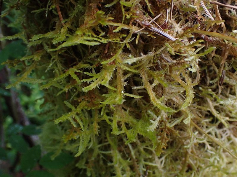 Neckera douglasii, photographed by Randal