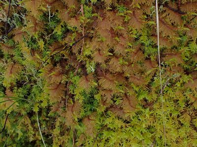 Hylocomium splendens, photographed by Randal