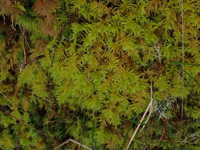 Kindbergia oregana, photographed by Randal