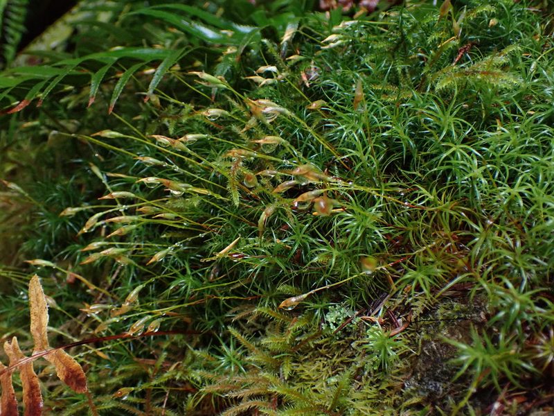 Polytrichastrum alpinum, photographed by Randal
