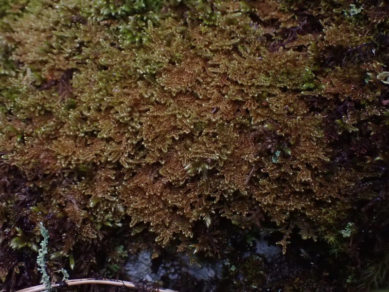 Stereodon subimponens, photographed by Randal