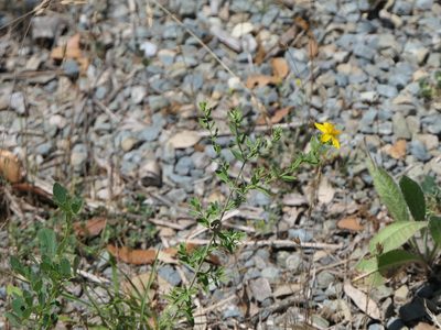 Hypericum perforatum, photographed by Pete Bradshaw