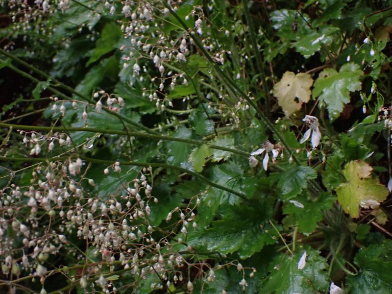 Heuchera micrantha, photographed by Randal