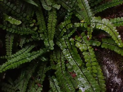 Asplenium trichomanes, photographed by Randal