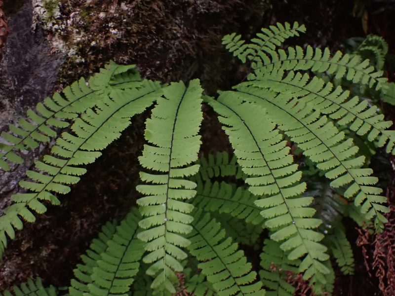 Adiantum aleuticum, photographed by Randal