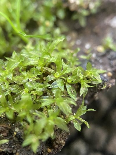 Physcomitrium serratum, photographed by Zihao Wang