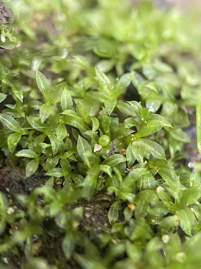 Physcomitrium serratum, photographed by Zihao Wang