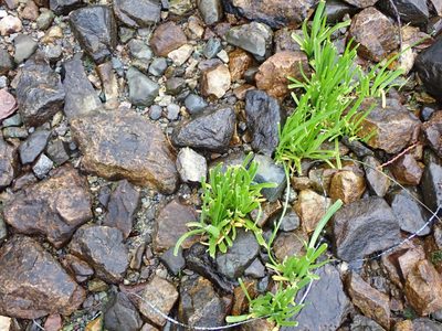 Plantago maritima, photographed by Randal