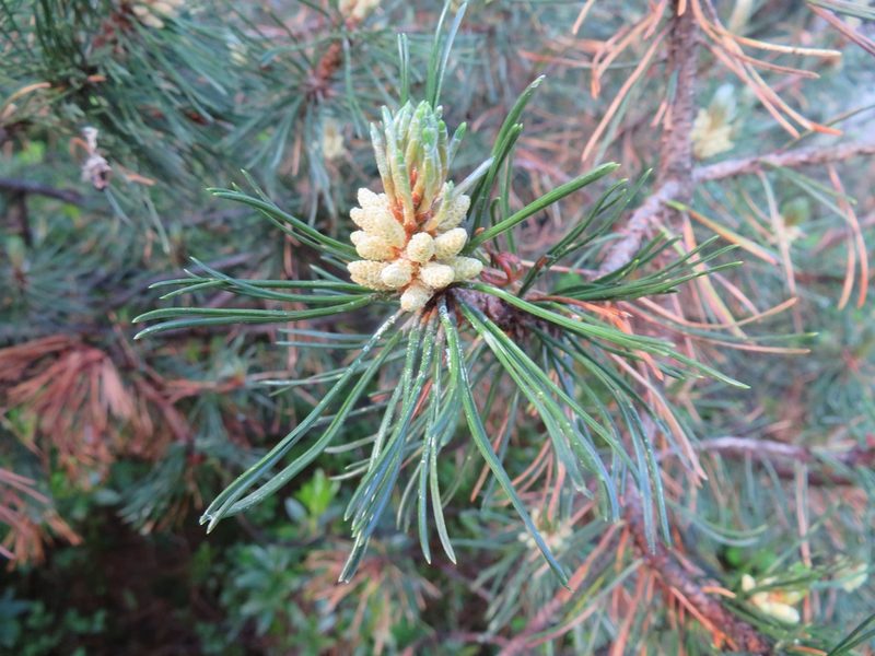 Pinus mugo, photographed by Marco Mussita