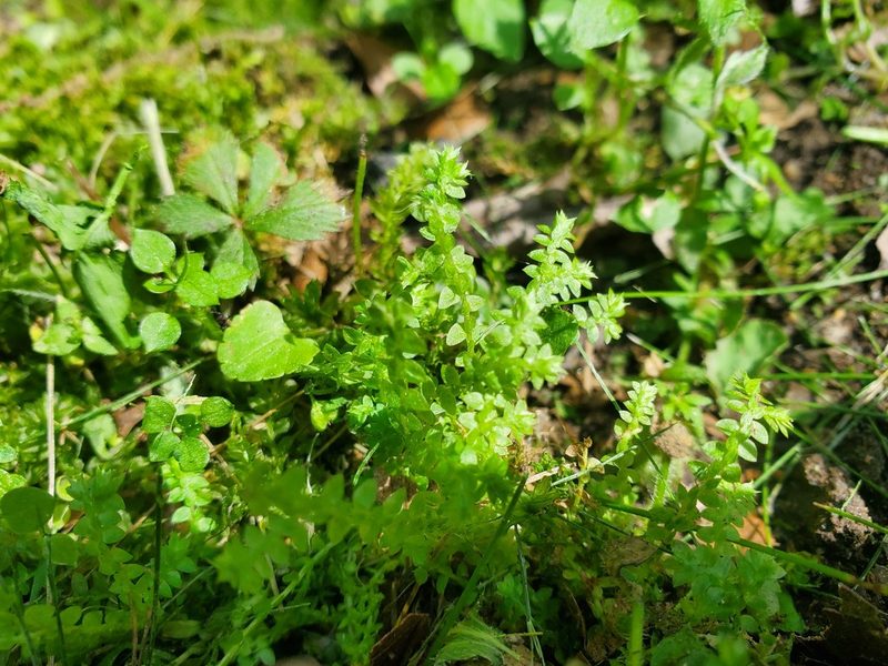 Selaginella apoda, photographed by Taro Ietaka