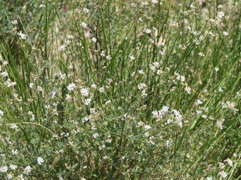 Lotus dorycnium, photographed by Pete Bradshaw