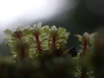 Diplophyllum albicans, photographed by Randal