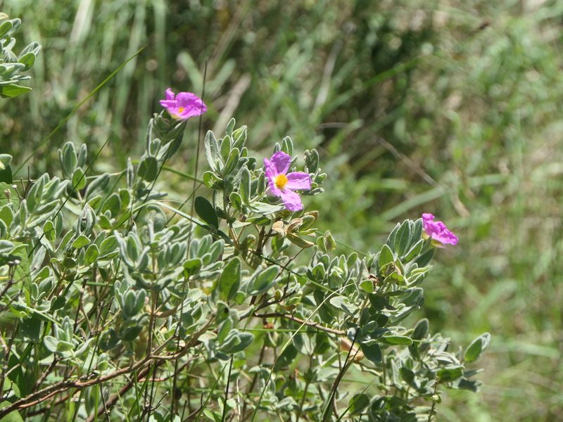 Cistus albidus, photographed by Pete Bradshaw