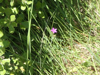 Dianthus armeria, photographed by Pete Bradshaw