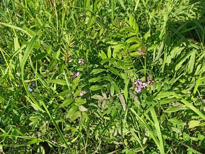 Vicia sepium, photographed by Павел Демиденко