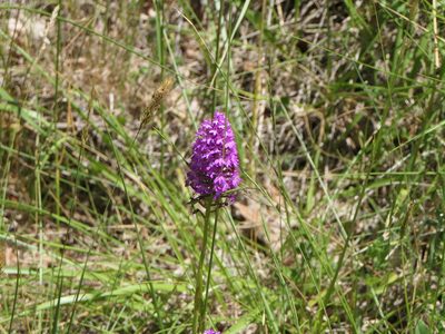 Anacamptis pyramidalis, photographed by Pete Bradshaw