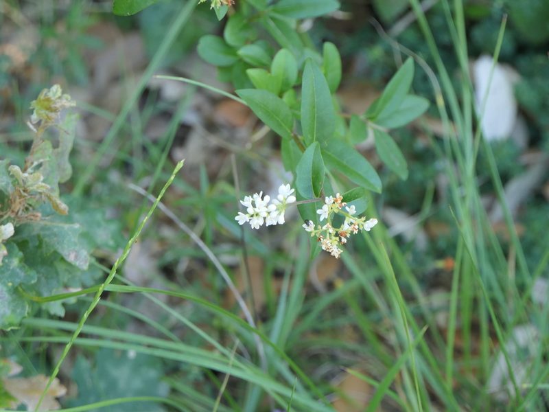 Ligustrum vulgare, photographed by Pete Bradshaw