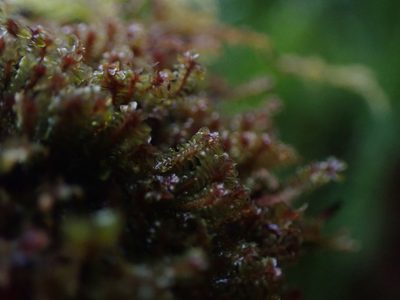 Diplophyllum albicans, photographed by Randal