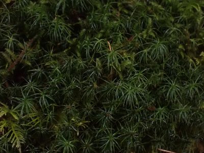 Polytrichastrum alpinum, photographed by Randal