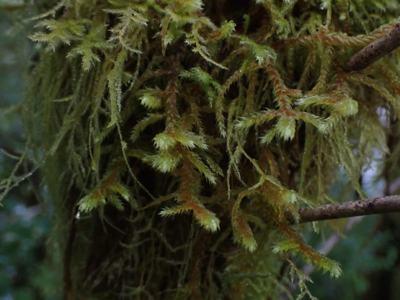 Antitrichia curtipendula, photographed by Randal