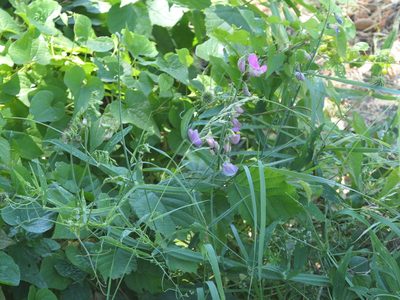 Lathyrus latifolius, photographed by Pete Bradshaw