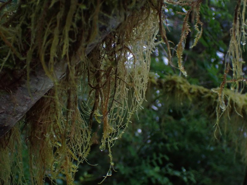 Pseudisothecium stoloniferum, photographed by Randal