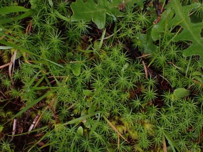 Polytrichum commune, photographed by Randal