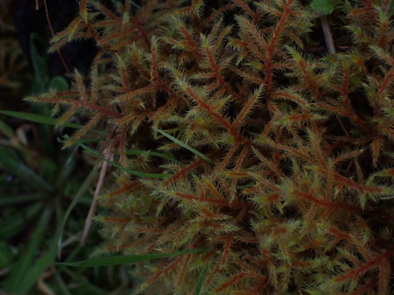 Rhytidiadelphus loreus, photographed by Randal