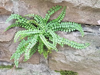 Asplenium trichomanes, photographed by ahabo