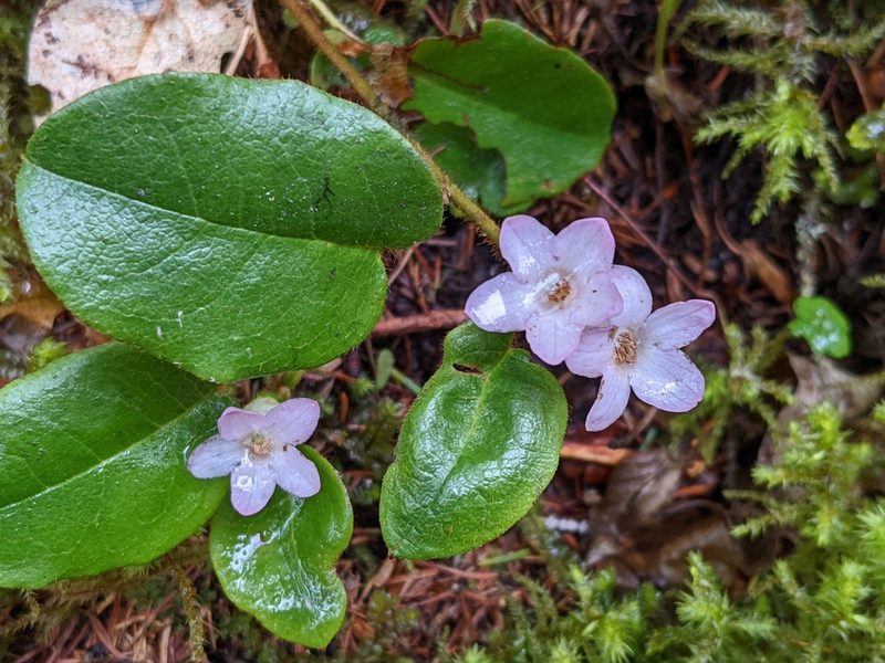 Epigaea repens, photographed by Todd Boland