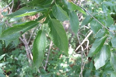 Celtis laevigata