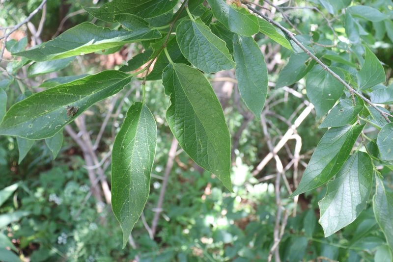 Celtis laevigata, photographed by Mark G