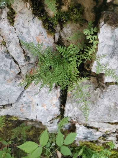Cystopteris alpina, photographed by Ljaž