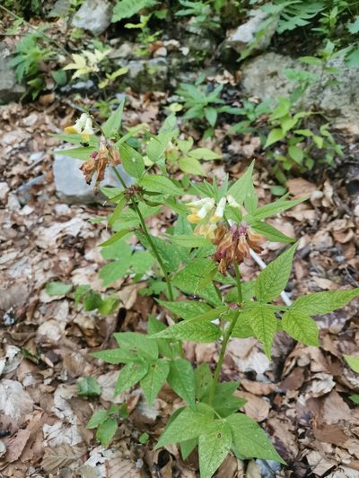 Vicia oroboides, photographed by Ljaž