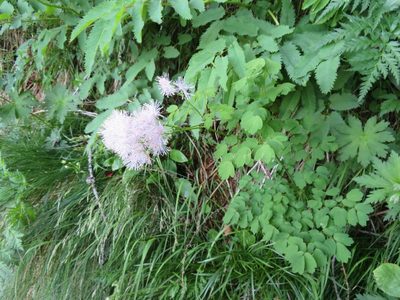 Thalictrum aquilegiifolium, photographed by Marco Mussita
