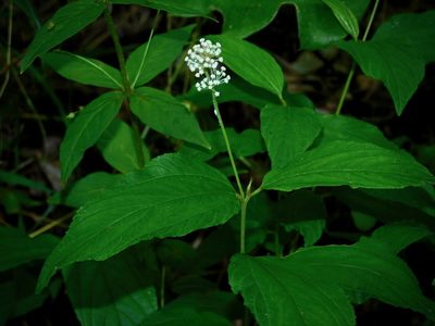 Ceanothus americanus, photographed by Michael J. Papay