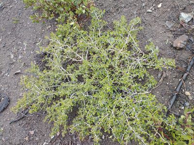 Ceanothus cordulatus, photographed by Drew Meyer