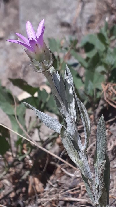 Xeranthemum inapertum, photographed by Alessia Guggisberg