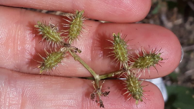 Caucalis platycarpos, photographed by Alessia Guggisberg
