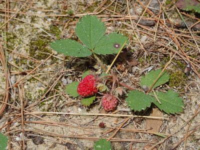Fragaria virginiana, photographed by Stan Rullman