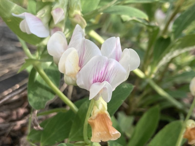 Lathyrus lanszwertii, photographed by Anders Hastings