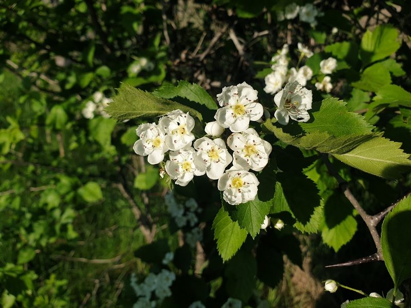 Crataegus jonesiae, photographed by Étienne Léveillé-Bourret