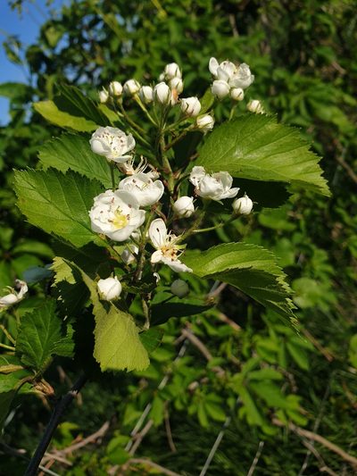 Crataegus jonesiae, photographed by Étienne Léveillé-Bourret