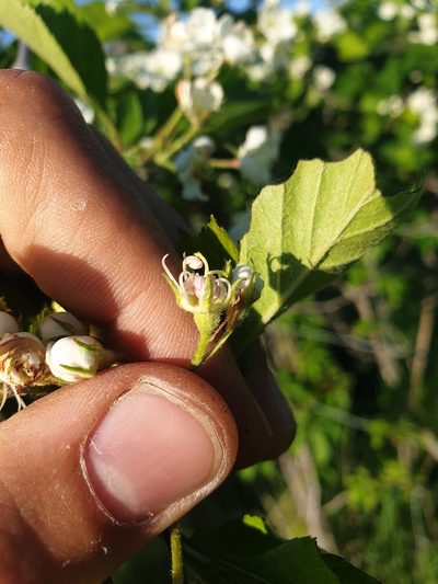 Crataegus jonesiae, photographed by Étienne Léveillé-Bourret