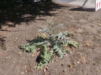Cynara cardunculus